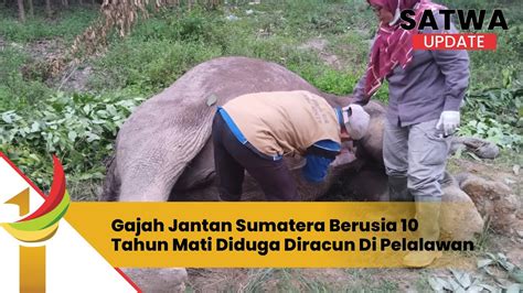 Gajah Jantan Sumatera Berusia 10 Tahun Mati Diduga Diracun Di Pelalawan