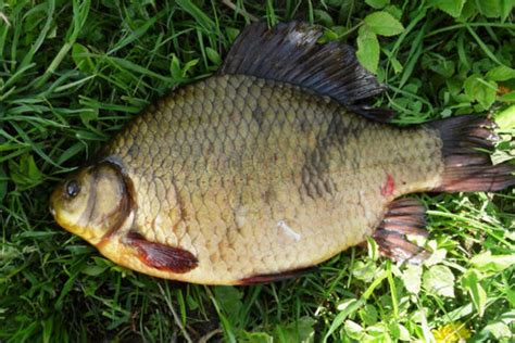 Карась золотой (Carassius carassius) | FishingBY.com