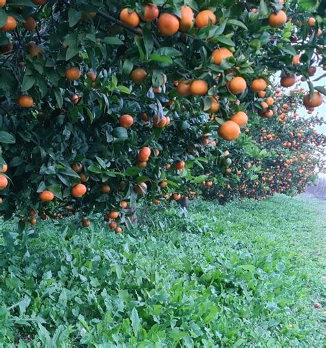 Ventajas de la Cubierta Vegetal en la Agricultura Ecológica