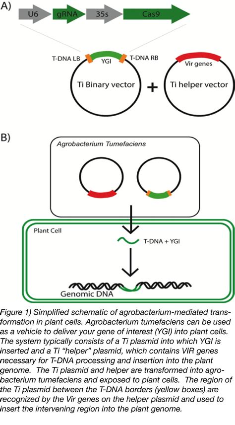 Crispr 101 Engineering The Plant Genome Using Crisprcas9