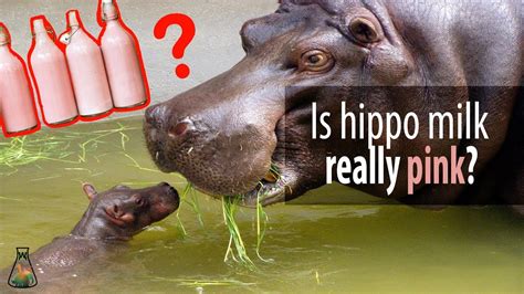 Is Hippo Milk Really Pink YouTube