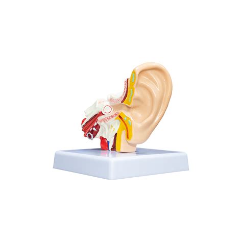 Maqueta Anatomía del Oído HM Medical