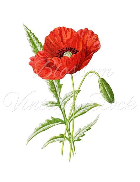 Mohn Malen