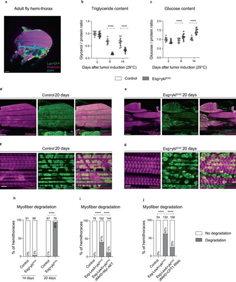 Esg Yki S3A Gut Tumors Induce Alterations In Energy Metabolism And