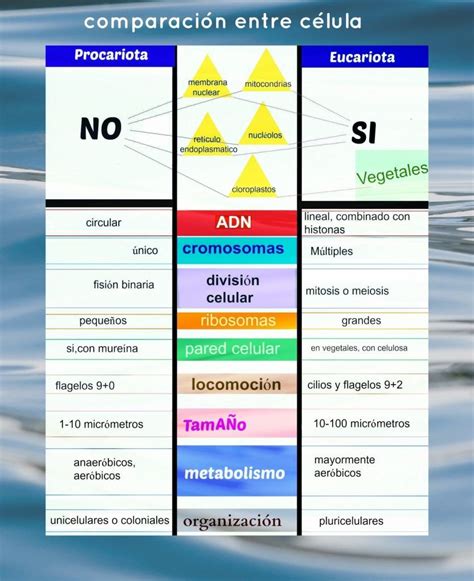 Biologia Celular Cuadro Comparativo Entre Celulas Procariotas Y Nbkomputer