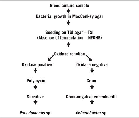 อลบม 96 ภาพ Gram Negative Bacilli ในเลอด คมชด