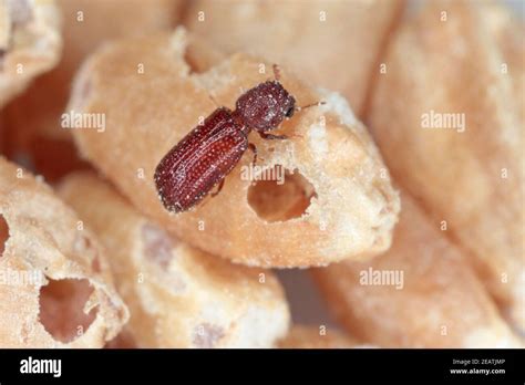 Rhyzopertha Dominica Commonly As The Lesser Grain Borer American Wheat