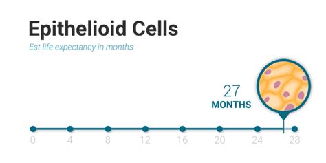 Epithelioid Mesothelioma Treatment Mesothelioma Guide