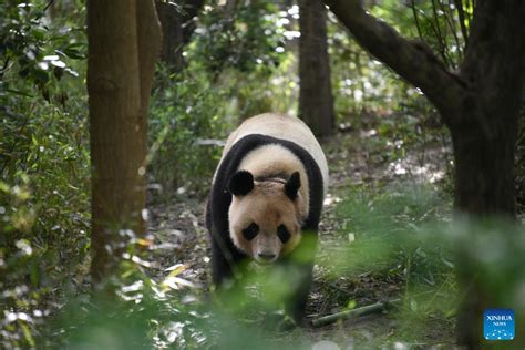 A Glimpse Of Foreign Born Giant Pandas Life After Returning To China