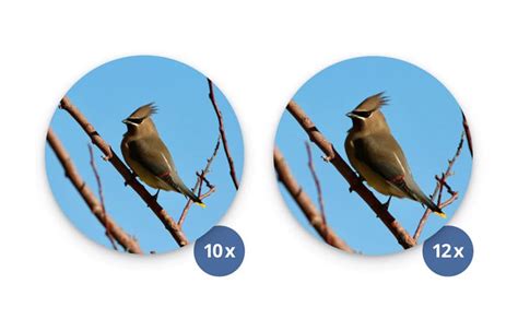 10X50 vs 12X50 Binoculars — A Detailed Comparison | Purposes + Pros ...