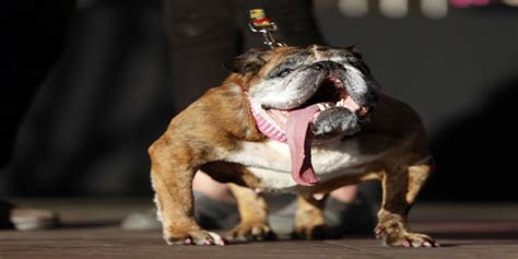 Video Y Foto Esta Bulldog Inglesa Ganó El Concurso Del Perro Más Feo