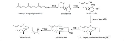 The Proposed Trichodermin Biosynthetic Pathway In Trichoderma Taxi