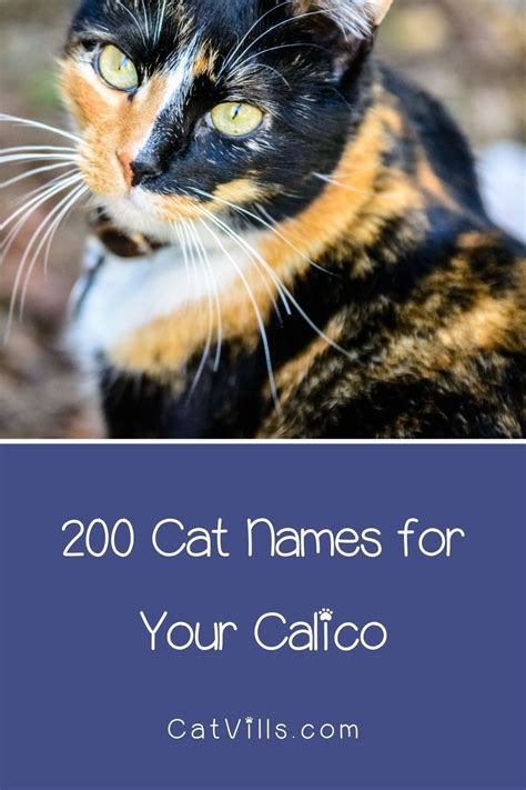 200 Clever Calico Cat Names You Ll Adore Calico Cat Names Cat Names