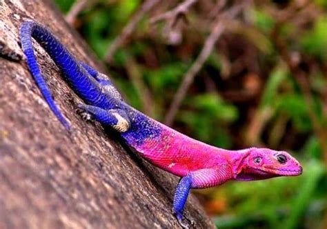 Lagartos Los Reptiles Más Evolucionados y Variados Del Mundo