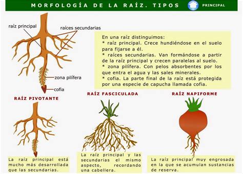 Biolog A Y Geolog A Eso Exxi Ies Mar Baquero Exxi Byg Eso Ud