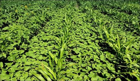 Manejo Integrado De Malezas En Sorgo Intagri S C