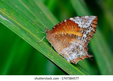 Large Fruittree Tortrix Archips Podana Moth Stock Photo