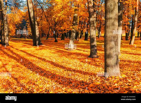 Fall landscape of sunny fall park in nice weather. Spreading fall trees with fallen fall leaves ...