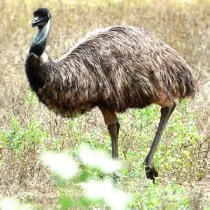 emu fatos dieta habitat  fotos em animaliabio