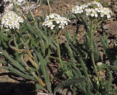 Western Yarrow Achillea Millefolium Var Occidentalis 1000