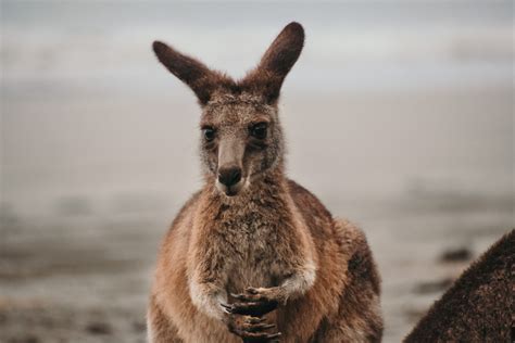 Zwierz Ta Australii Kawa I Wyprawa