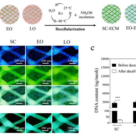 Decellularization Of The Cell Scaffold Constructs Scheme Of