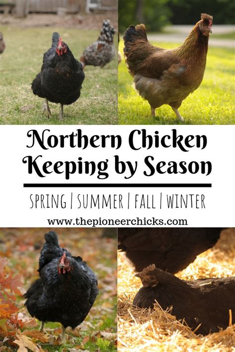 Seasonal Chicken Chores For Northern Homesteaders The Pioneer Chicks