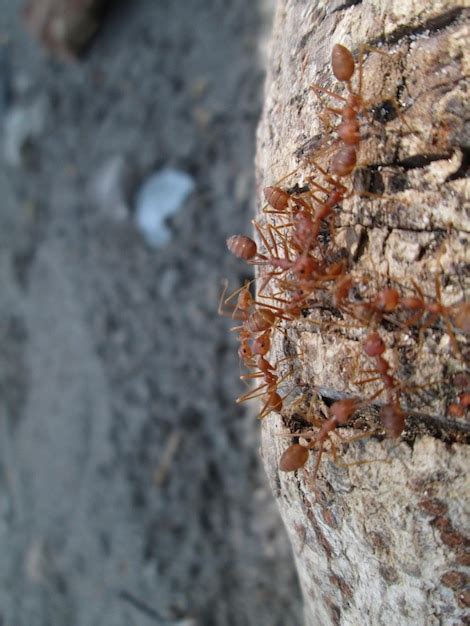 Colonie De Fourmis Photo Premium