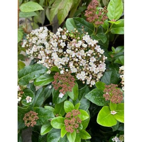 Viburnum Tinus Lisarose Loren Viorne Le Chatel Des Vivaces