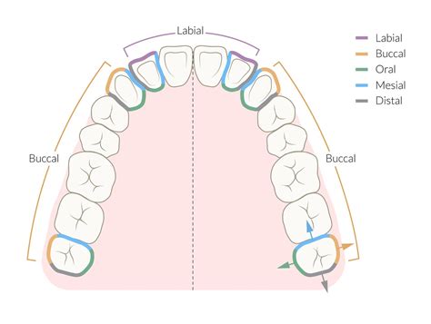 Buccal Tooth Surface