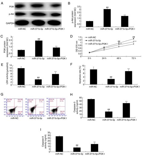 Mir‑371b‑5p Inhibits Endothelial Cell Apoptosis In Monocrotaline