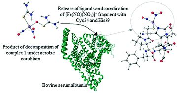 Albumin As A Prospective Carrier Of The Nitrosyl Iron Complex With