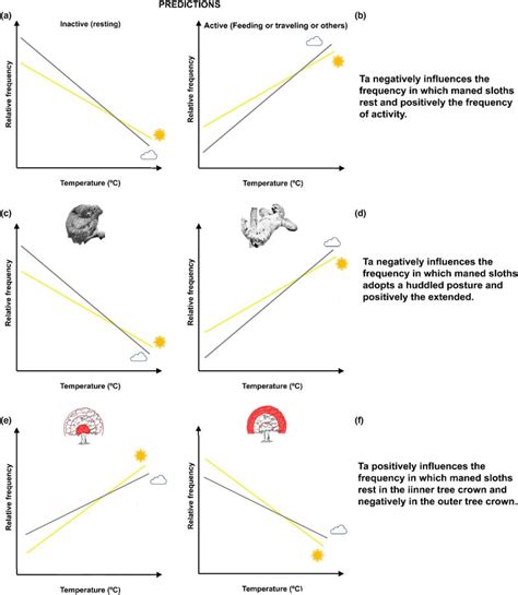 How Weather Shapes Maned Sloths’ Behavior and Visibility - SloCo