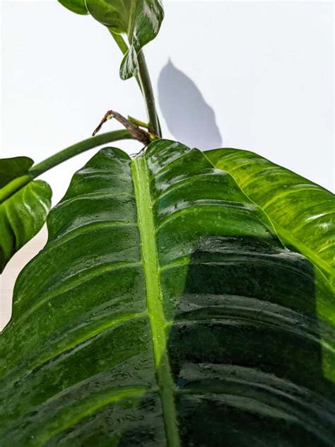 All Philodendron Kens Philodendrons