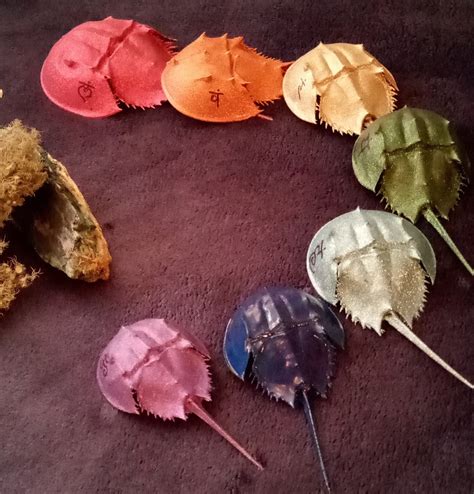 Horseshoe Crab Crafts