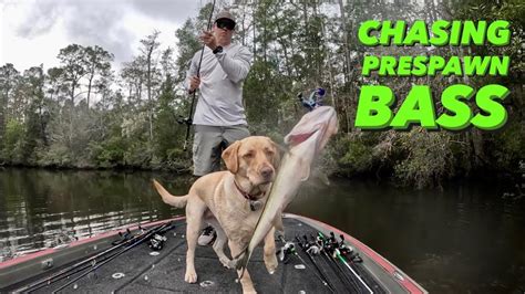 Chasing Prespawn Bass On A Dirty River Spring Fishing Youtube