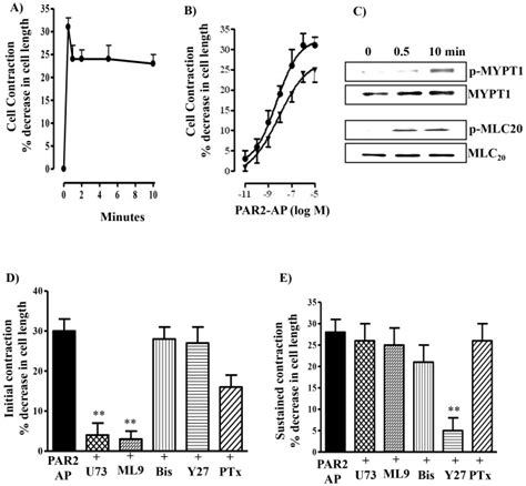 A Time Course Of Par2 Ap Induced Contraction In Dispersed Gastric