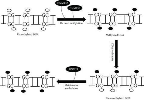 De Novo Dna Methylation And Maintenance Methylation Of Unmethylated