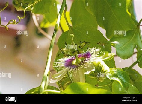 Passion Fruit Flower Pollination Done By Honeybees Stingless Honey