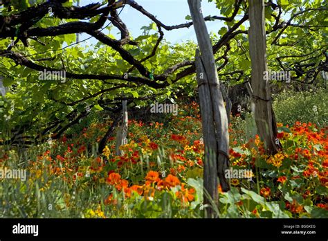 Cmara De Lobos Madeira Portugal Stock Photo Alamy