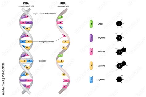 Dna And Rna Structure Deoxyribonucleic Acid And Ribonucleic Acid Thymine Adenine Cytosine