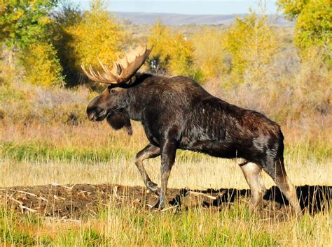 Bull Moose A Bull Moose Emerges From The Woods In Fallat Flickr