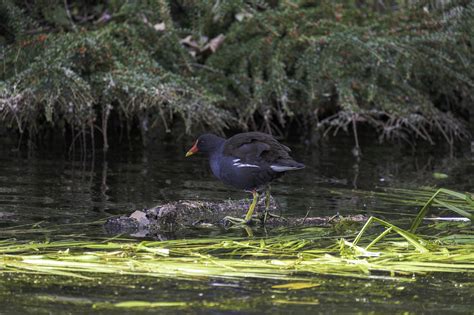 Moorhen River Nature Free Photo On Pixabay Pixabay