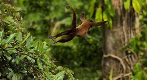 Tropical Rainforest Spider Monkeys