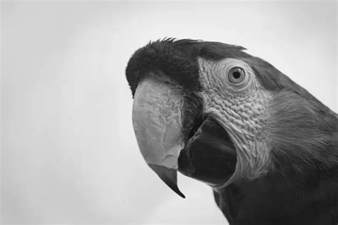 What is a Macaw Diet? - Featherland Bird Cage