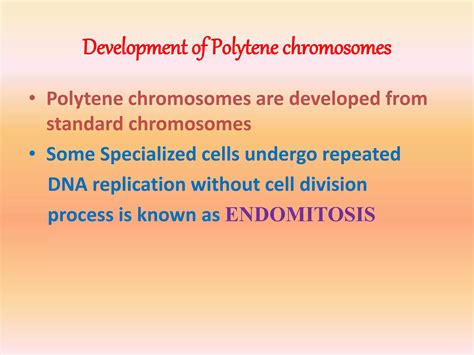 Polytene Chromosomes Ppt