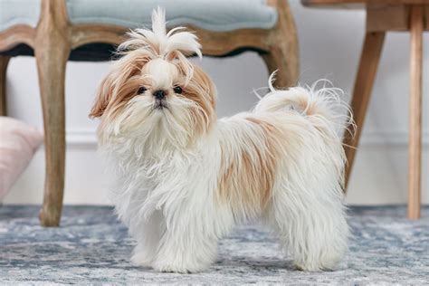 Shih Tzu Dog Breed Characteristics And Care