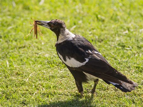 Magpie Australian Hungry · Free photo on Pixabay