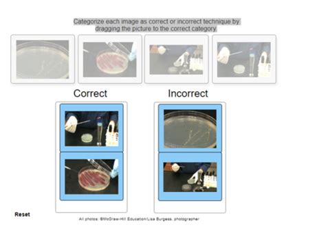 Microbiology Lab Module 2 Lab Report Flashcards Quizlet