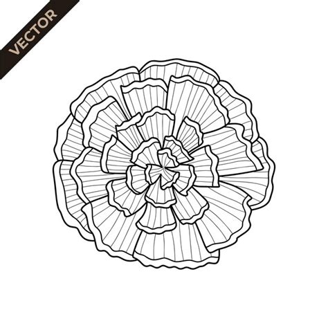 Premium Vector Marigold Flower Line Detail Vector Illustration With